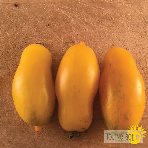 Tourne-Sol Organic Seeds Yellow Banana Legs Tomatoes