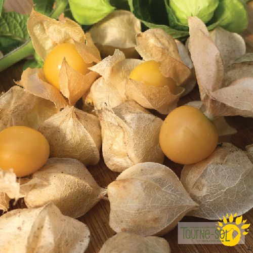 Tourne-Sol Organic Seeds Ground Cherry