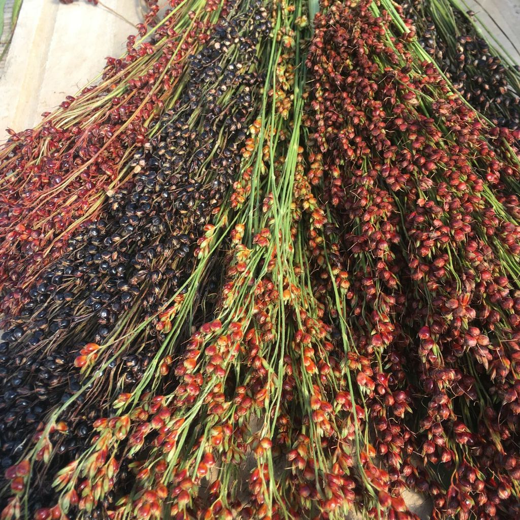 Tourne-Sol Organic Seeds Amish Rainbow Broomcorn