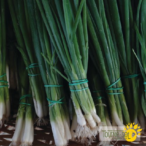 Tourne-Sol Organic Seeds ParadeGreen Onion