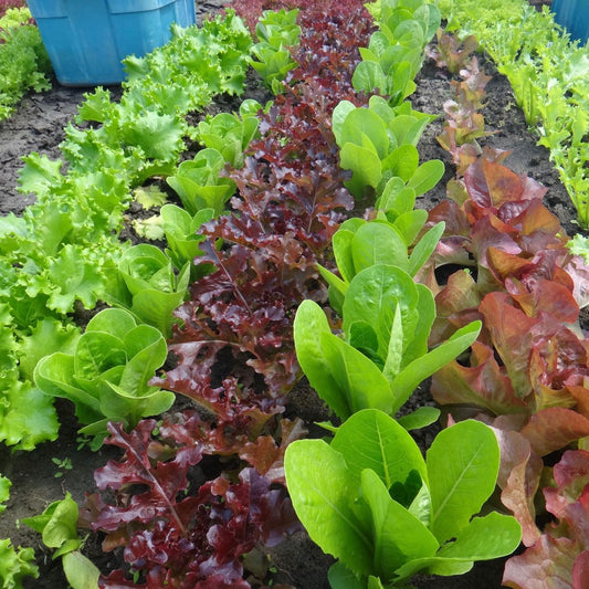 Tourne-Sol Organic Seeds Lettuce Mix