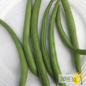 Tourne-Sol Organic Seeds Provider Snap Bush Beans