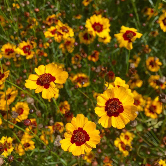 Tourne-Sol Organic Seeds Hohe Coreopsis
