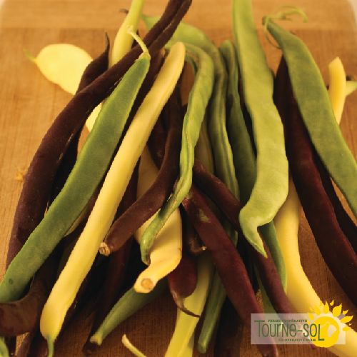 Tourne-Sol Organic Seeds Snap Pole Beans Mix