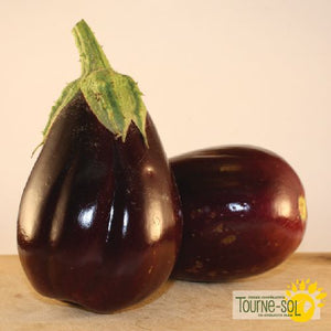 Tourne-Sol Organic Seeds Black Beauty Eggplant