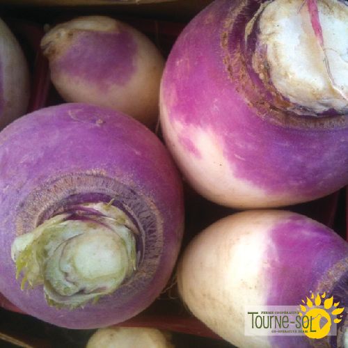 Tourne-Sol Organic Seeds Purple Top White Globe Turnips