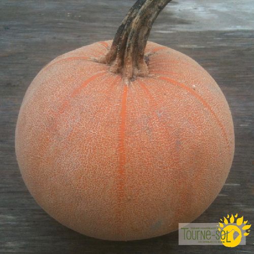 Tourne-Sol Organic Seeds Winter Luxury Pumpkin