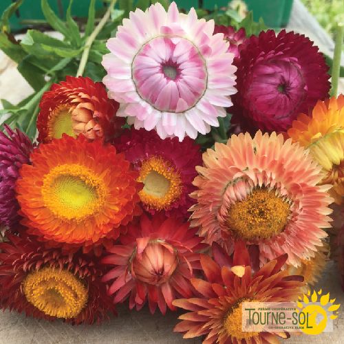 Tourne-Sol Organic Seeds Strawflower Mix