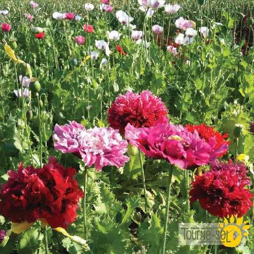 Tourne-Sol Organic Seeds Poppy Mix