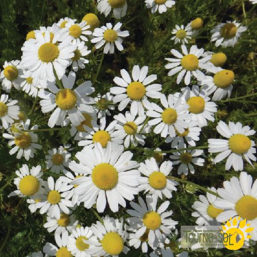 Tourne-Sol Organic Seeds German Chamomile