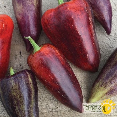 Tourne-Sol Organic Seeds Violet Sparkle Sweet Peppers