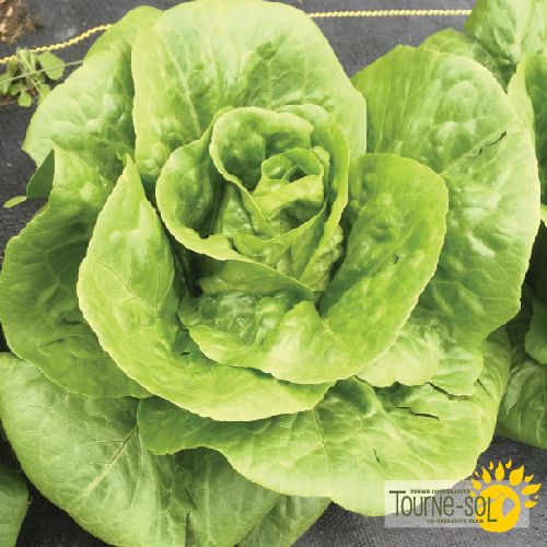 Tourne-Sol Organic Seeds Jadeite Romaine Lettuce
