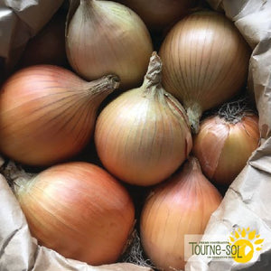 Tourne-Sol Organic Seeds New York Onion