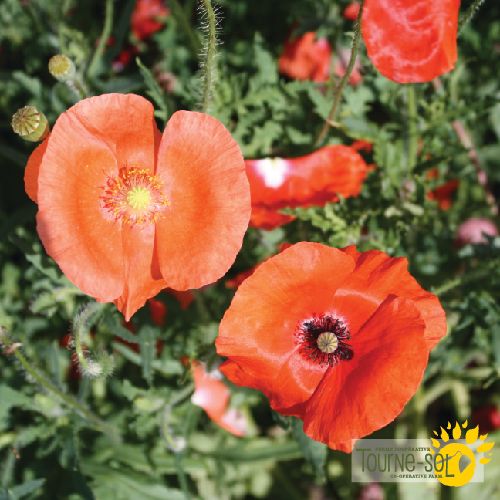 Tourne-Sol Organic Seeds Corn Poppy Mix