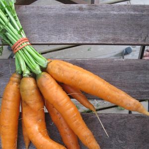 Tourne-Sol Organic Seeds Scarlet Nantes Carrots