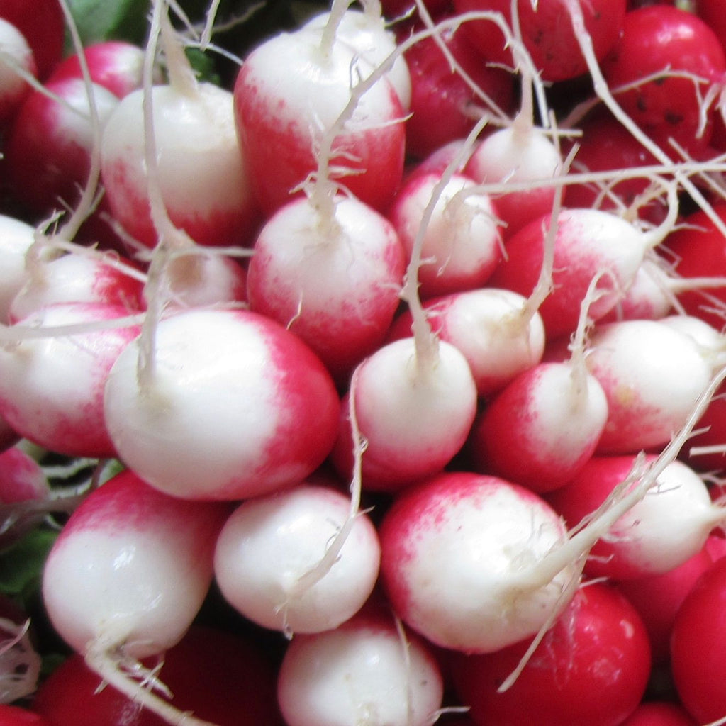 Tourne-Sol Organic Seeds Heirloom French Breakfast Radish