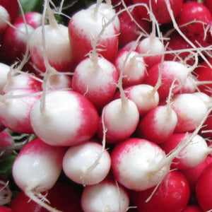 Tourne-Sol Organic Seeds Heirloom French Breakfast Radish