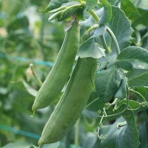 Tourne-Sol Organic Seeds Cascadia Sugar Snap Peas