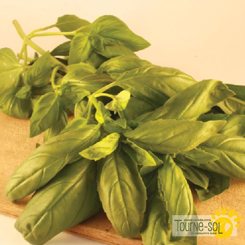 Tourne-Sol Organic Seeds Genovese Basil