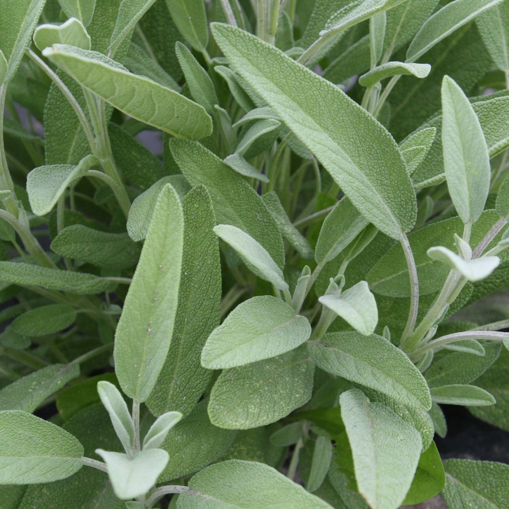 Tourne-Sol Organic Seeds Sage