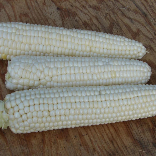 Tourne-Sol Organic Seeds Tuxana Sweet Corn