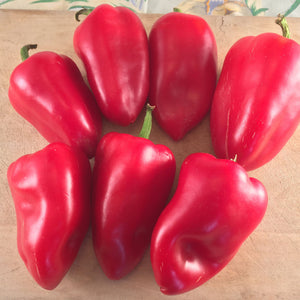Tourne-Sol Organic Seeds Lipstick Sweet Pepper