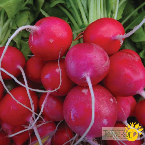 Tourne-Sol Organic Seeds Raxe Radish