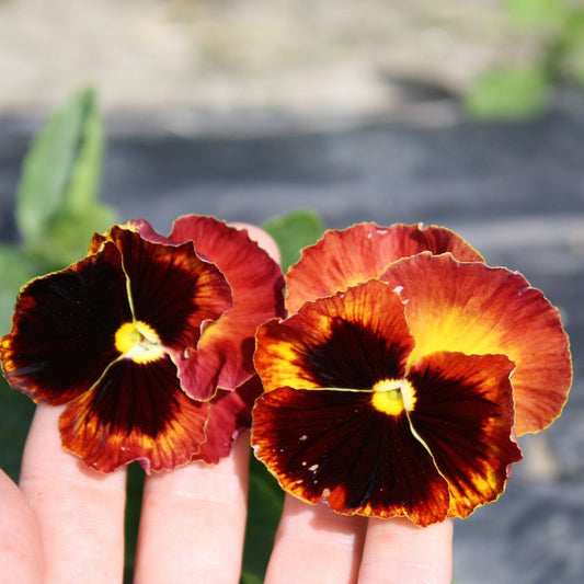 Tourne-Sol Organic Seeds Pansy Swiss Mix