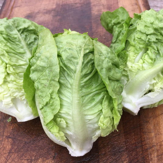 Tourne-Sol Organic Seeds Sucrine Lettuce