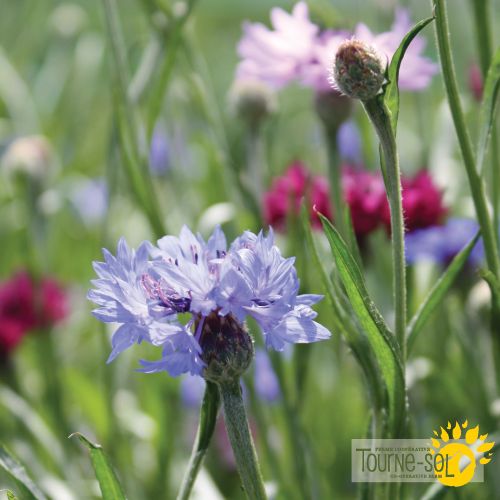 Tourne-Sol Organic Seeds Centaurea Bachelors Buttons