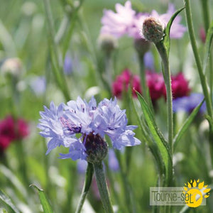 Tourne-Sol Organic Seeds Centaurea Bachelors Buttons