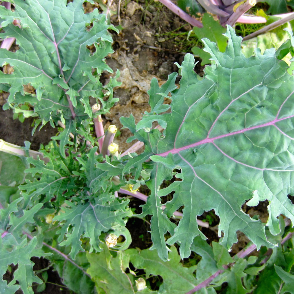 Tourne-Sol Organic Seeds Red Russian Kale