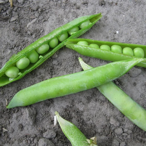 Tourne-Sol Organic Seeds Shelling Peas