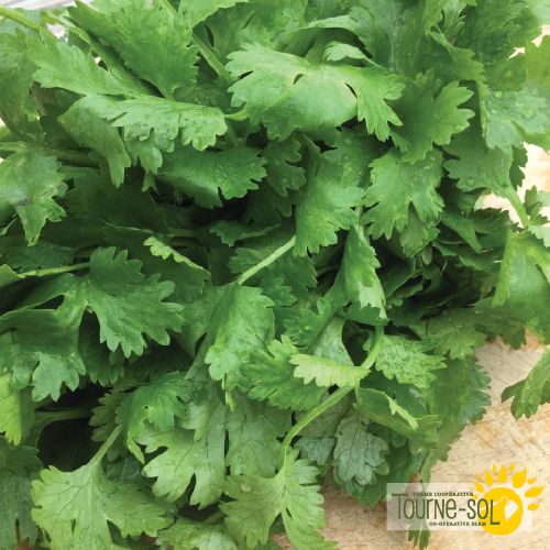 Tourne-Sol Organic Seeds Santo Cilantro