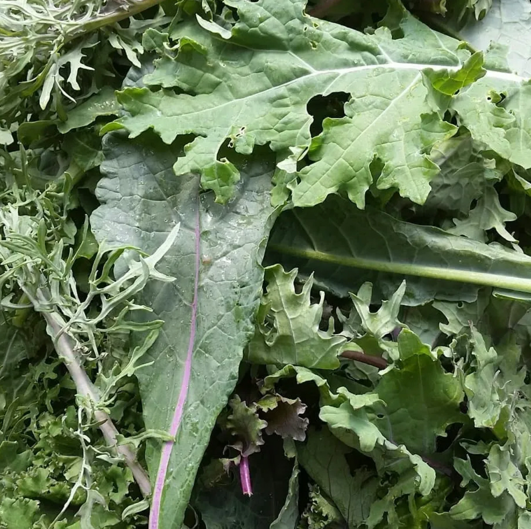 Heart Beet Organics Over-Wintered Mixed Kale 113g