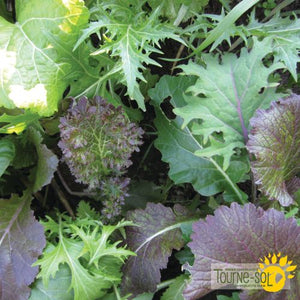 Tourne-Sol Organic Seeds Deluxe Brassica Blend