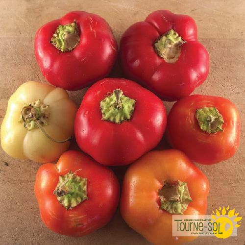 Tourne-Sol Organic Seeds Hungarian Heirloom Alma Paprika Hot Peppers