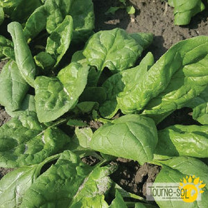 Tourne-Sol Organic Seeds Spinach