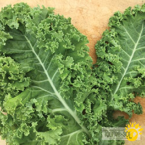 Tourne-Sol Organic Seeds Vates Kale