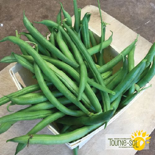 Tourne-Sol Organic Seeds Red Swan Snap Bush Beans