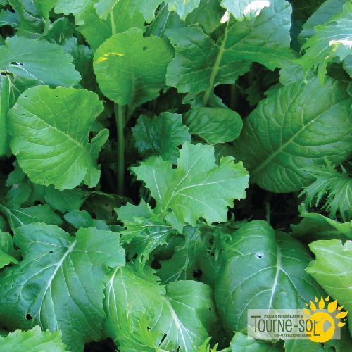 Tourne-Sol Organic Seeds Basic Brassica Blend