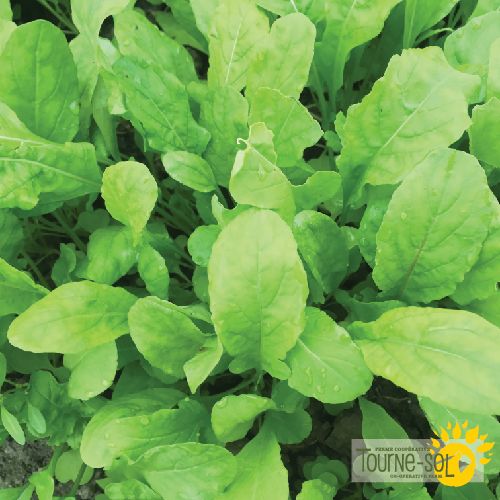Tourne-Sol Organic Seeds Arugula