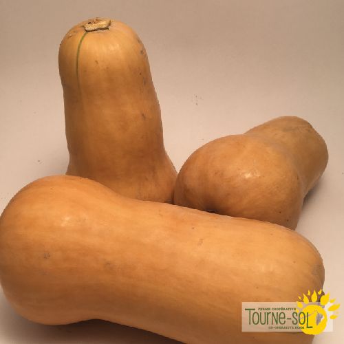 Tourne-Sol Organic Seeds Waltham Butternut Winter Squash