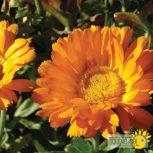 Tourne-Sol Organic Seeds Erfurter Calendula