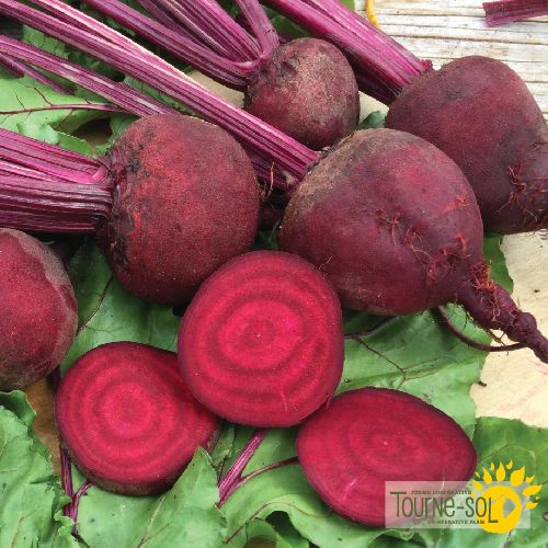 Tourne-Sol Organic Seeds Heirloom Detroit Dark Red Beets