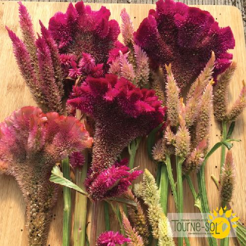 Tourne-Sol Organic Seeds Celosia Mix