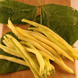 Tourne-Sol Organic Seeds Gold Rush Yellow Bush Beans